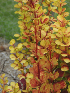 Bild von Berberis